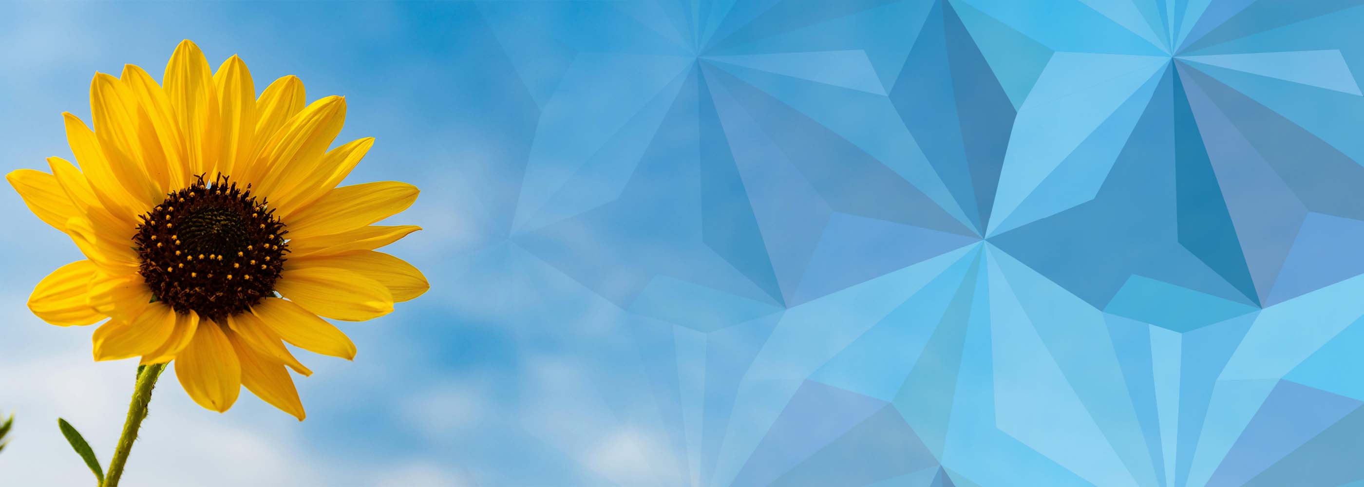 The Divisibl - Certified Natural Skin Care