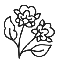 Bakuchiol Ingredient